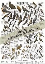 RAPINYAIRES DE CATALUNYA -POSTER-